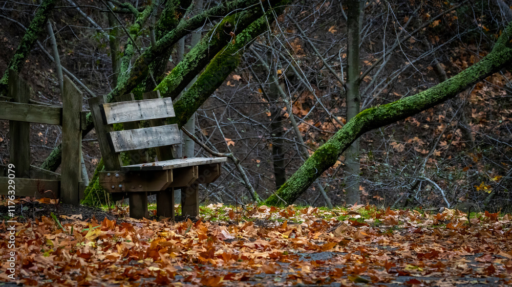 A lone bench in the forrest on a fall day A lone bench in the forrest on a fall day