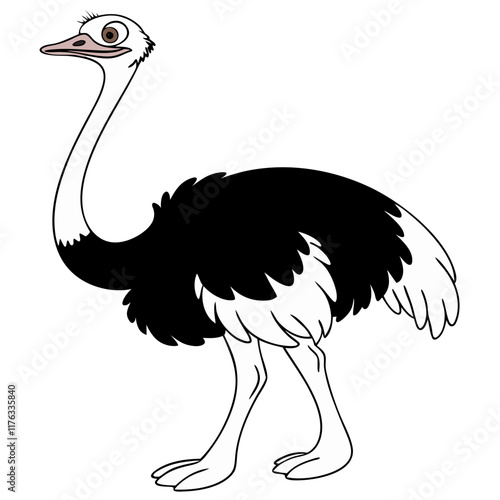 Ostrich photo