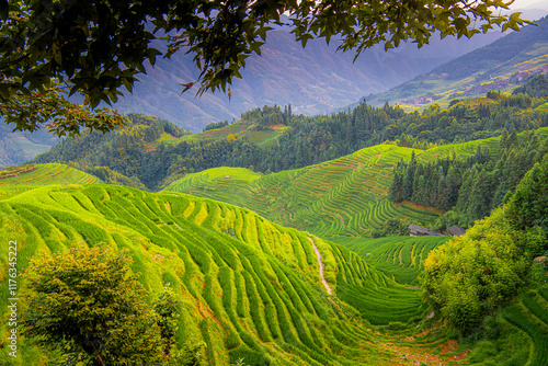 Fototapeta Lush green terraced rice fields under a clear blue sky, Longji