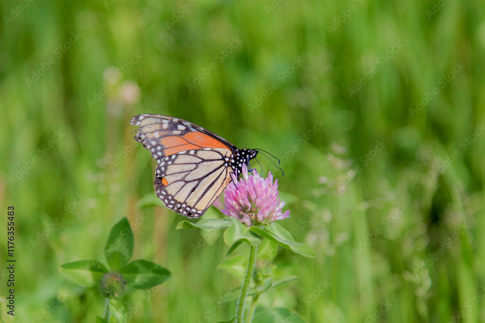 monarch butterfly on clover monarch butterfly on clover