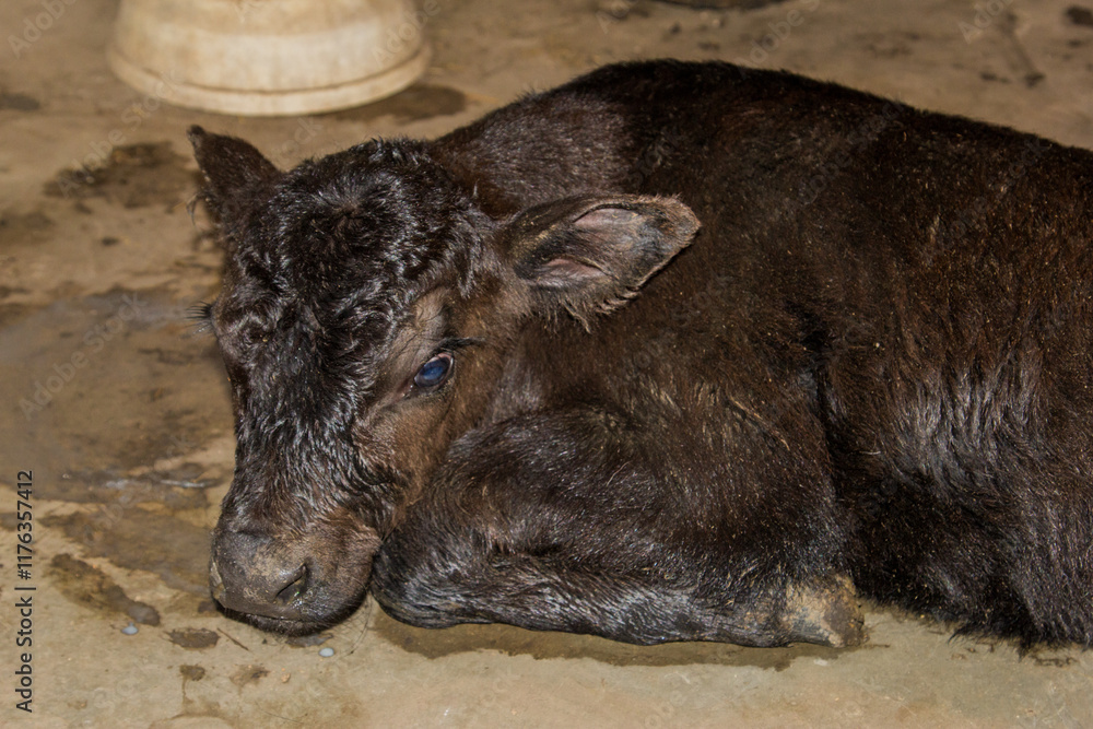 Fototapeta premium black angus calf