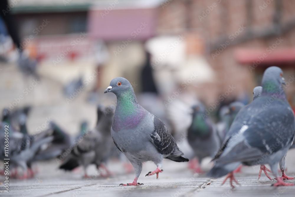Obraz premium Stock doves with feathered beaks adapt to sharing asphalt with people at events