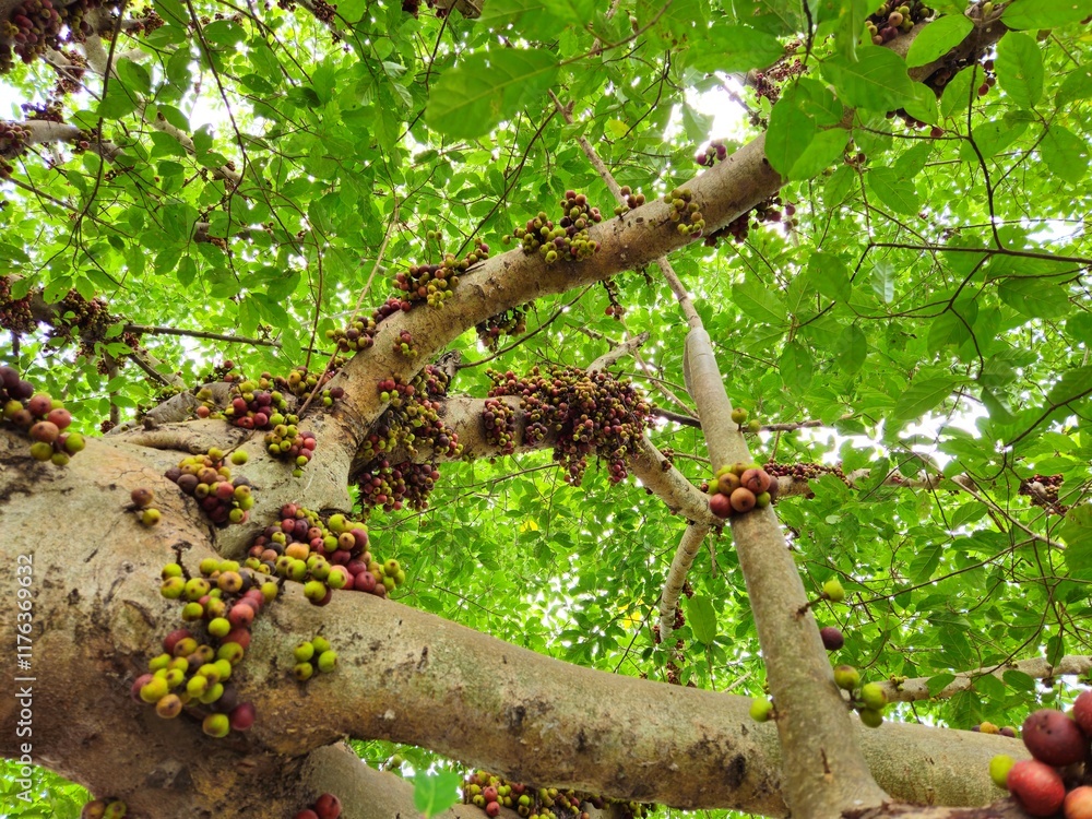 Close-up of a fig tree with numerous clusters of ripe and unripe figs growing along its trunk and branches in the Mekong Delta, Vietnam. Close-up of a fig tree with numerous clusters of ripe and unripe figs growing along its trunk and branches in the Mekong Delta, Vietnam.
