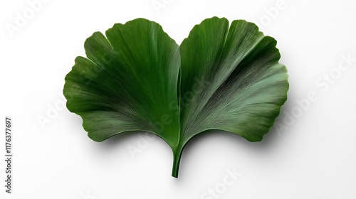 Ginkgo Biloba Leaf: Close-Up Studio Shot on White Background AI Generated photo