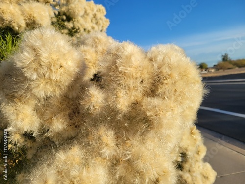 Closeup of Arizona native Desert Broom (Baccharis sarothroides), - beautifully attractive but aggressively invasive plant taking over roadside in Phoenix, AZ photo