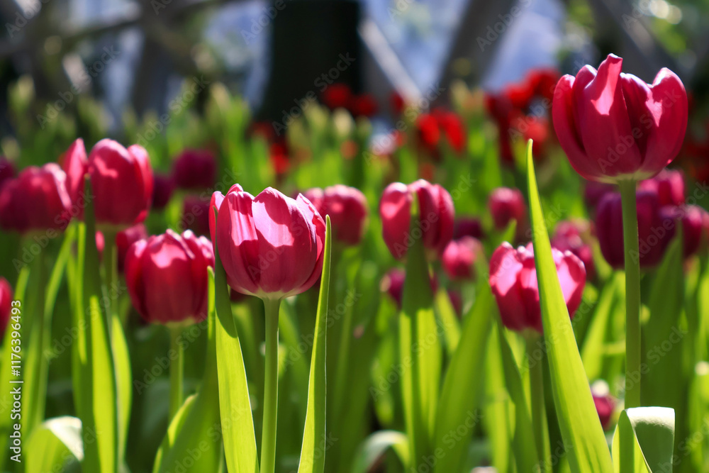 Naklejka premium Beautiful red tulips flowers in sunlight