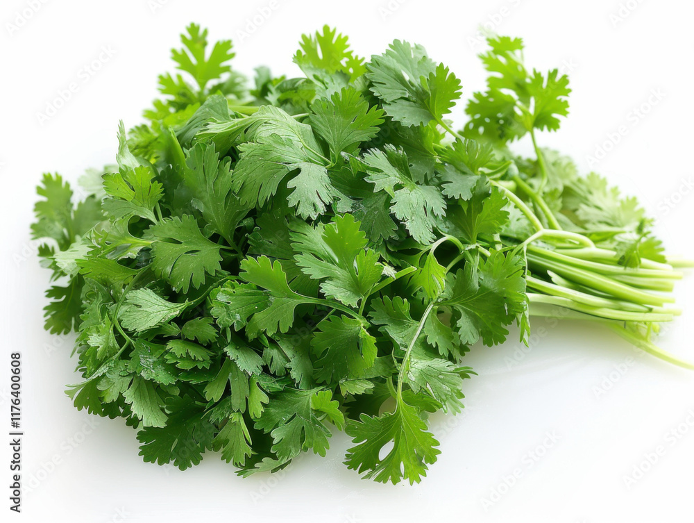 fresh coriander isolated on white background fresh coriander isolated on white background