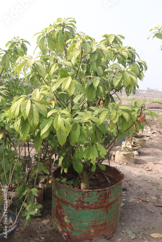 Baccaurea motleyana tree on farm photo