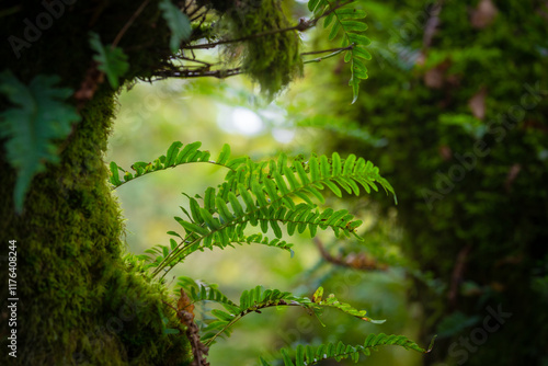 Photos Dartmoor Forestis a primeval forest worth preserving is one of Britain's oldest