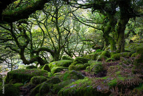 Dartmoor Forestis a primeval forest worth preserving is one of Britain's oldest surviving ancient temperate rainforests, located in Dartmoor National Parks, southwest, Devon, England