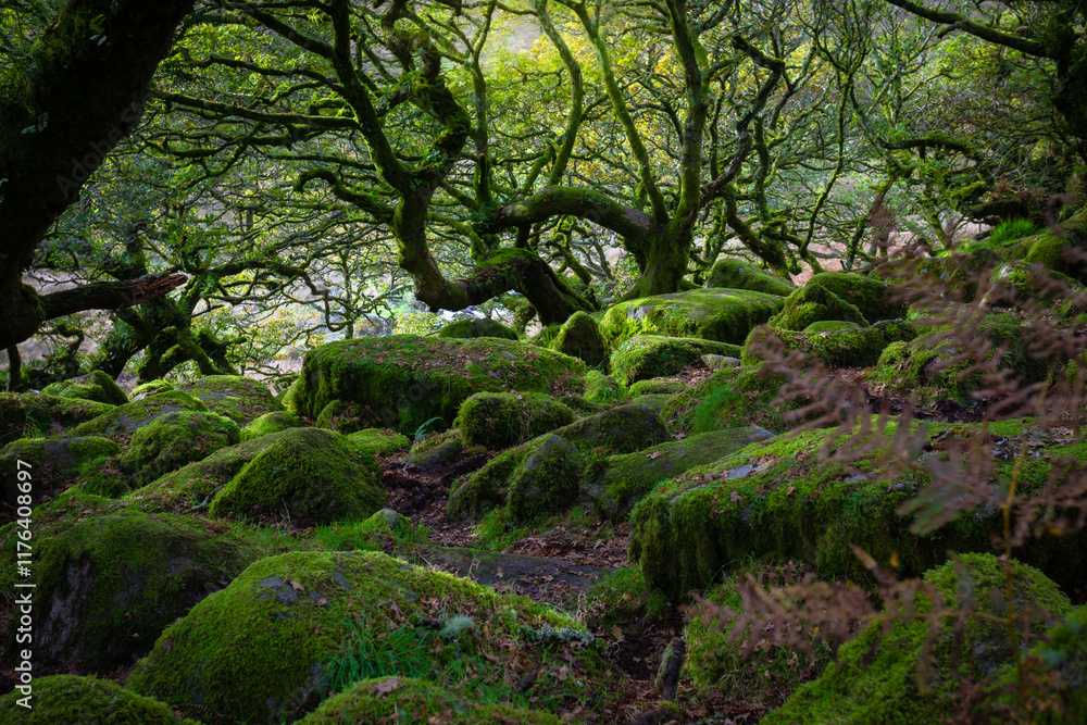 Fototapeta premium Dartmoor Forestis a primeval forest worth preserving is one of Britain's oldest surviving ancient temperate rainforests, located in Dartmoor National Parks, southwest, Devon, England