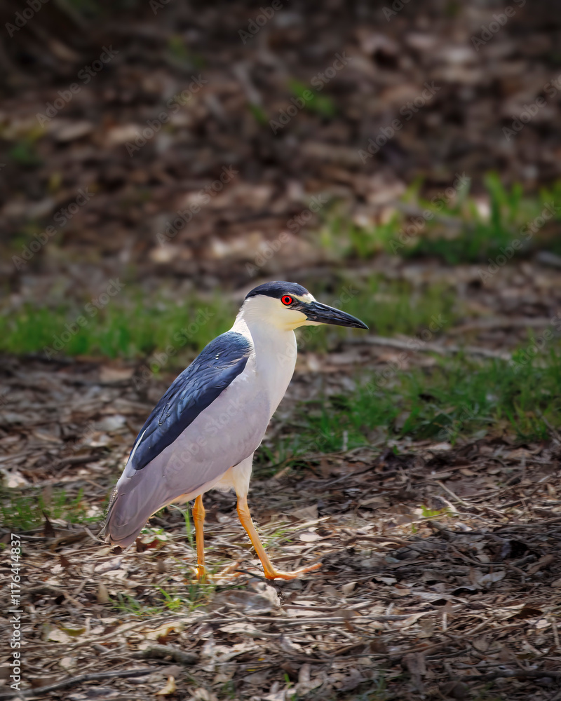 Fototapeta premium A Black-crowned night heron is walking on the ground