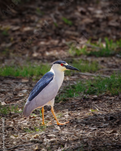 A Black-crowned night heron is walking on the ground