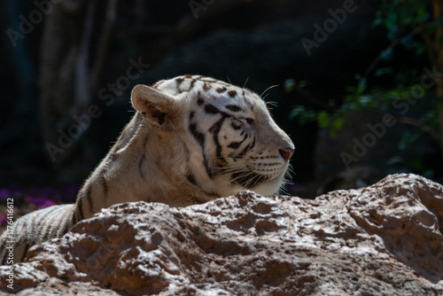 Canvas Print TIGER