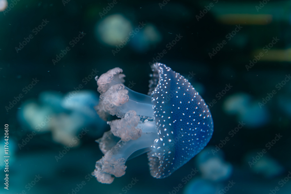 Obraz premium fish in aquarium