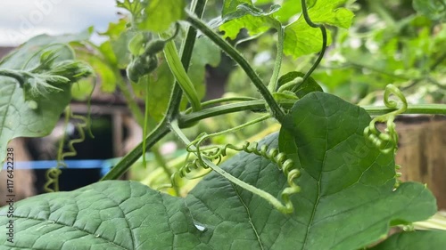vegetables in the garden