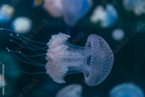 SEA ANIMAL photo