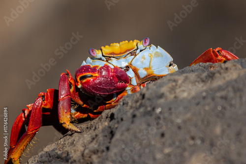 Beautifull crab looking at the camera, Galapagos.(Grapsus grapsus) photo