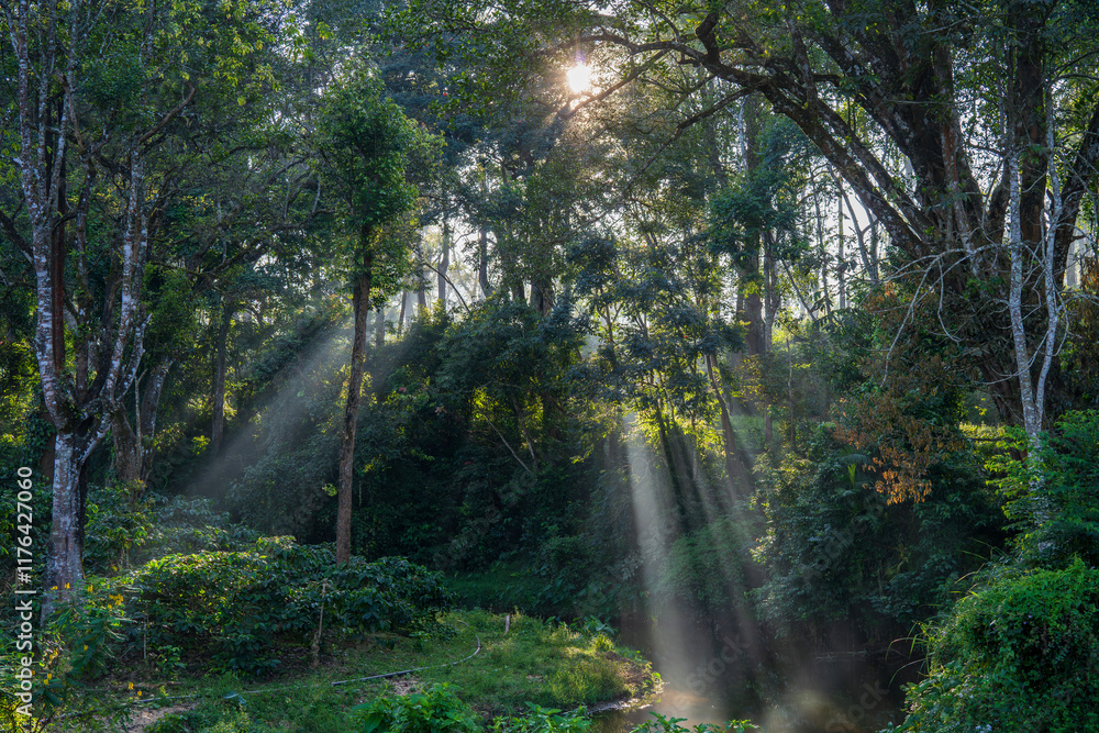 Obraz premium Sun rises in the woods as the light rays coming through the trees