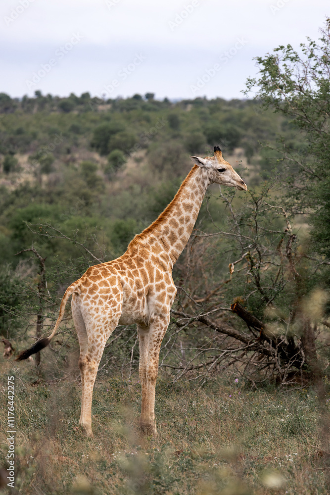 Obraz premium Young beautiful giraffe walks through the savannah in South Africa. Kruger National Park, safari, animal in natural habitat, wildlife