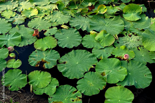 Vibrant Lotus Leaves and Buds in Tranquil Water