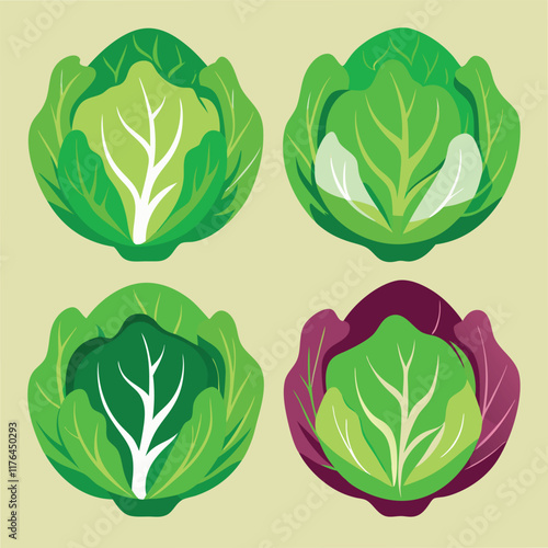 Fresh Lettuce Food set Vector Illustration - Green Vegetable Design for Healthy Eating
