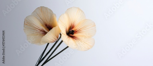 Wallpaper Mural Elegant Cream Flax Flowers  Botanical Close up  Floral Design  Nature Photography Torontodigital.ca