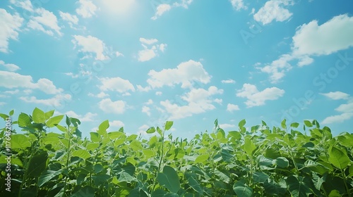 Wallpaper Mural A field of soybeans with green plants and bright blue skies above Torontodigital.ca