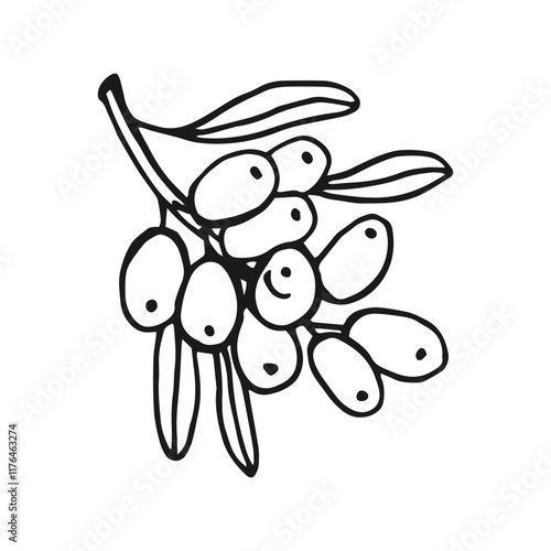 Sea buckthorn hand drawn vector illustration. Branch with berries, and leaves.