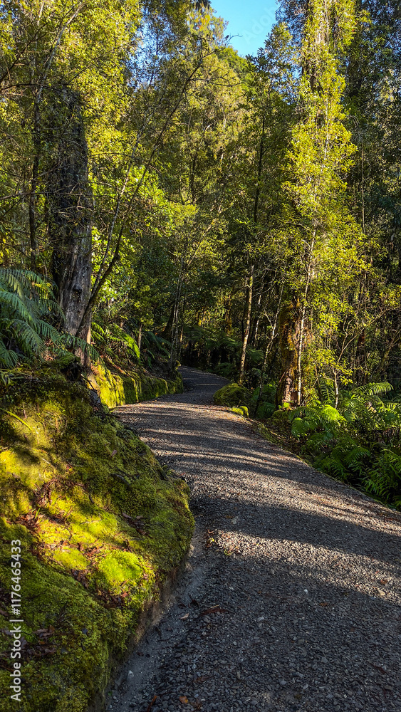 Fototapeta premium Native forest scenery viewed from the pedestrian walkway around Lake Matheson