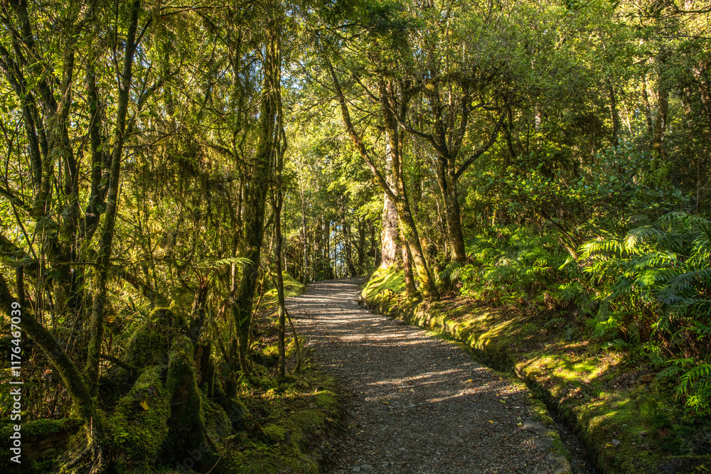 Native forest scenery viewed from the pedestrian walkway around Lake Matheson Native forest scenery viewed from the pedestrian walkway around Lake Matheson