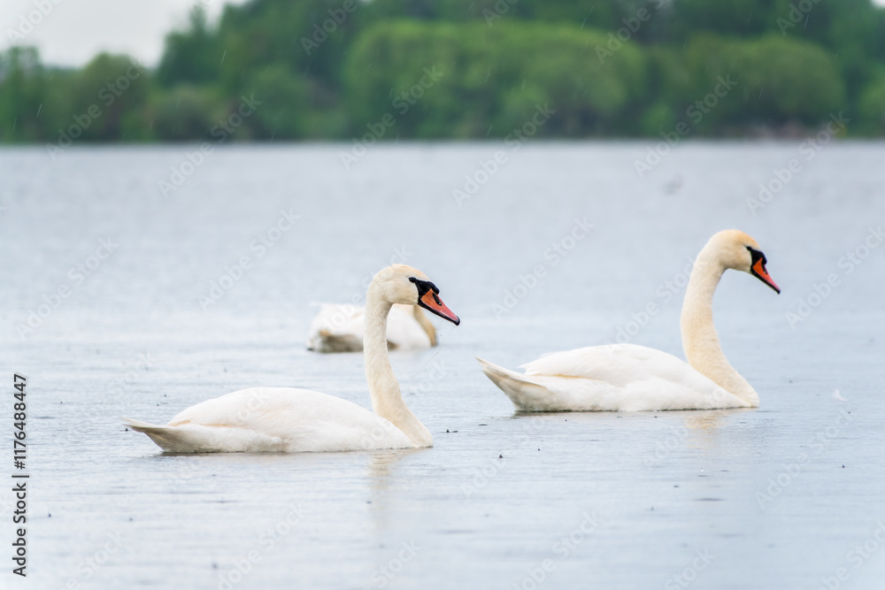 Obraz premium Three graceful white swans swims in the lake, swans in the wild.