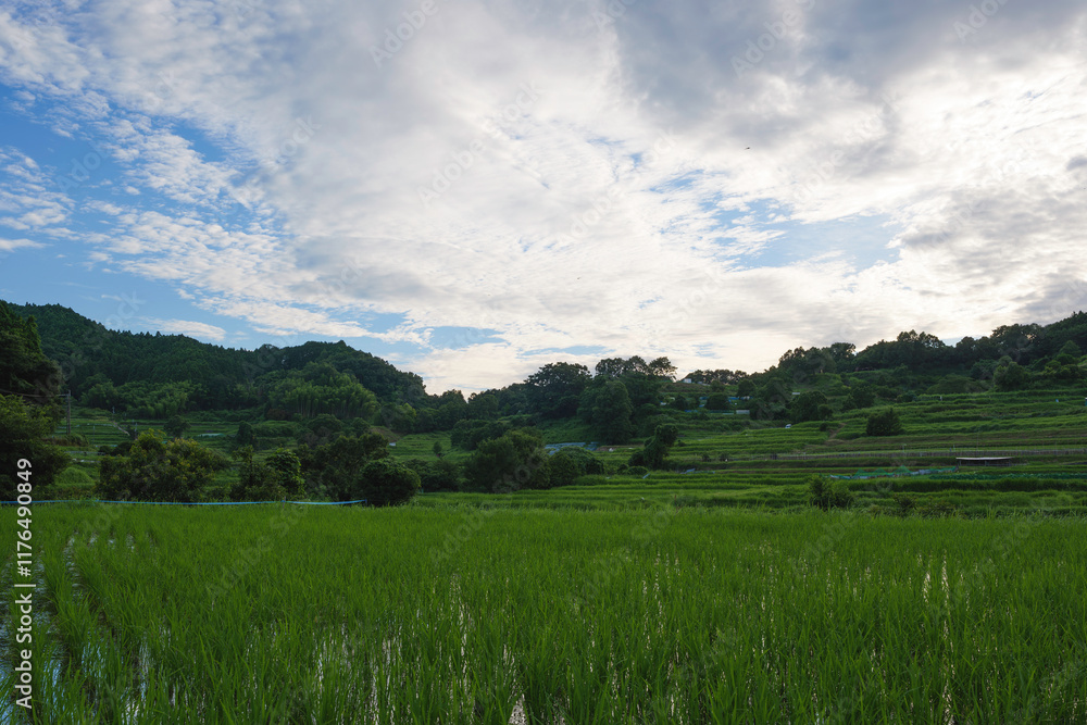 Obraz premium Agriculture green rice field under blue sky and mountain back at contrysid