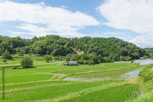 Agriculture green rice field under blue sky and mountain back at contrysid photo