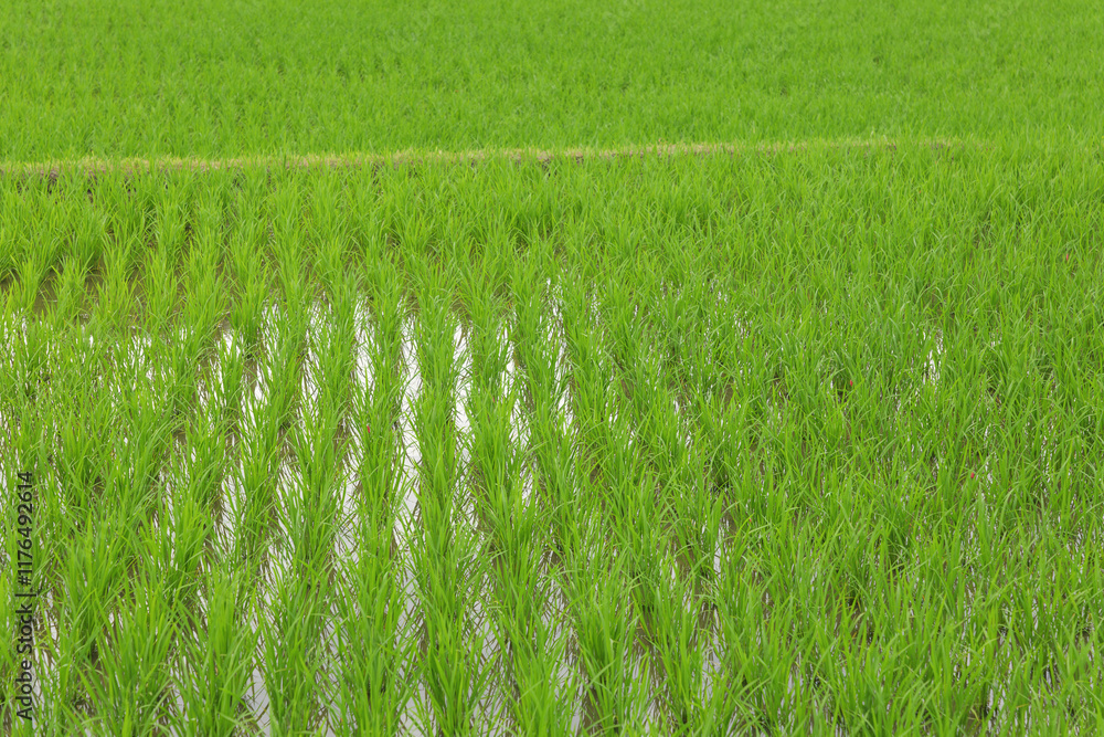 Obraz premium young green paddy rice field,summer rural