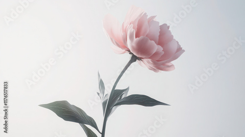 Fototapeta Naklejka Na Ścianę i Meble -  Serene Pink Peony: A Study in Softness and Elegance