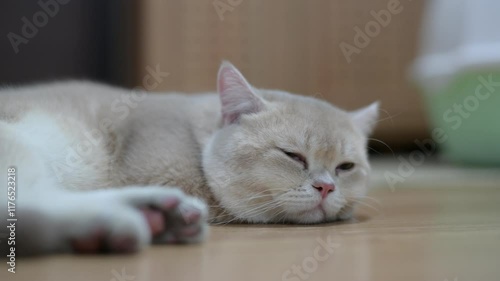 British Shorthair cat with lilac golden shaded fur resting peacefully on wooden floor, exuding calmness and soft, serene atmosphere.