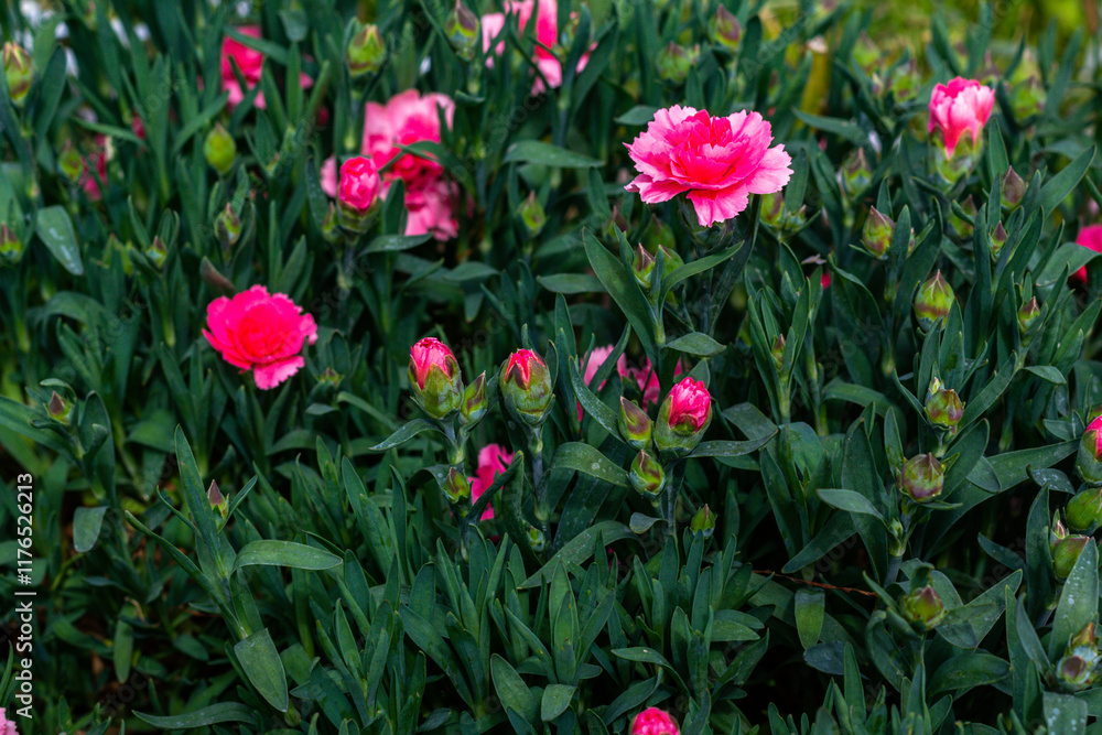 Ground cover clove. Dianthus caryophyllus, the carnation or clove pink, perennial flowers, garden, care Ground cover clove. Dianthus caryophyllus, the carnation or clove pink, perennial flowers, garden, care