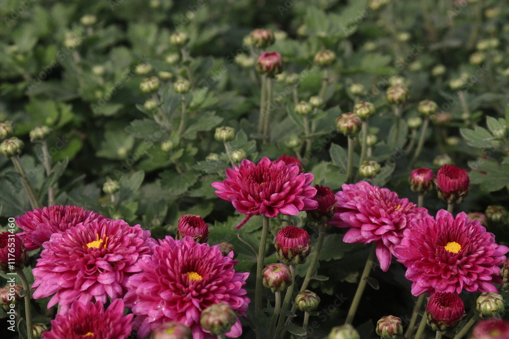red colored Chrysanthemum flower plant on farm red colored Chrysanthemum flower plant on farm