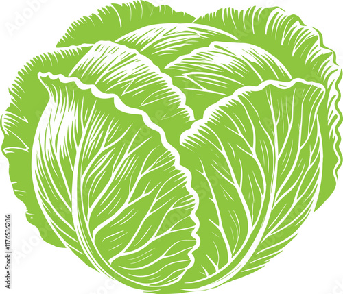 Green Cabbage organic vegetable vector illustration isolated on a white background