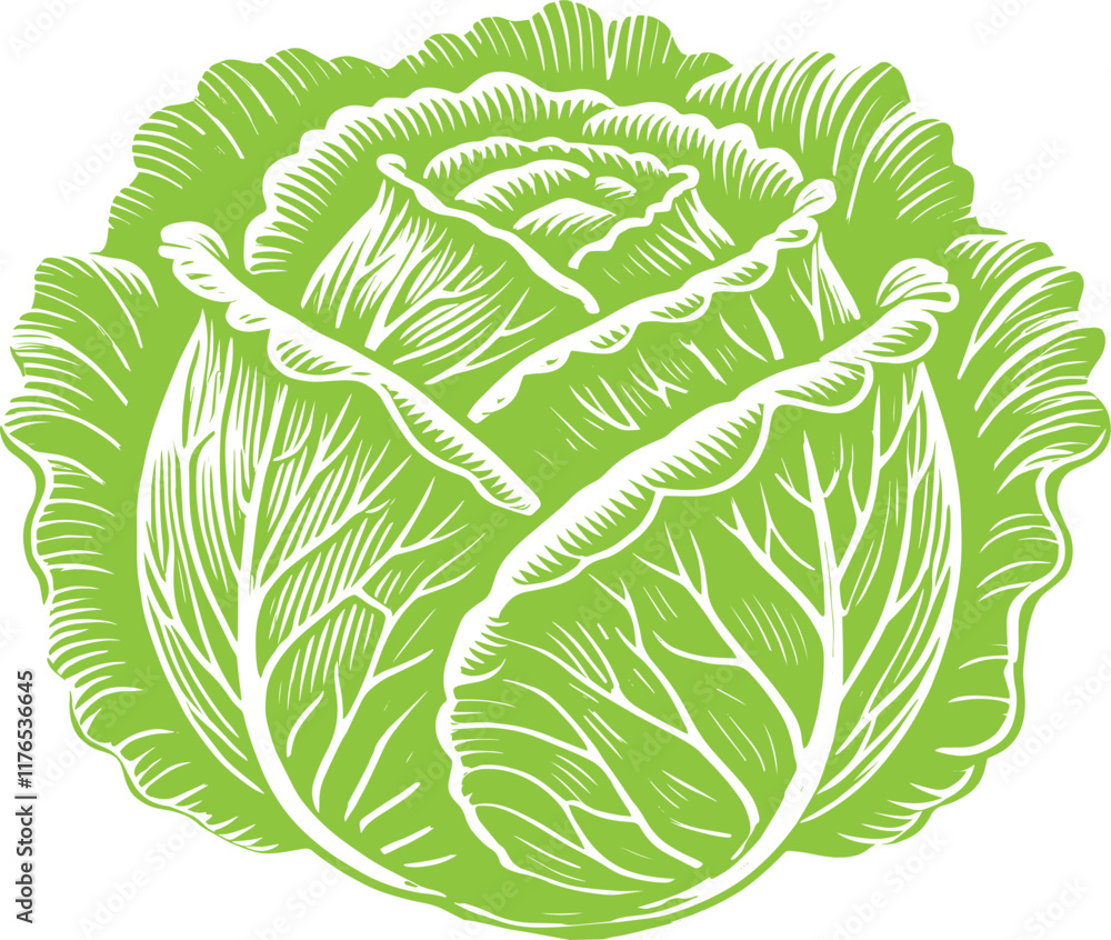 Green Cabbage organic vegetable vector illustration isolated on a white background Green Cabbage organic vegetable vector illustration isolated on a white background