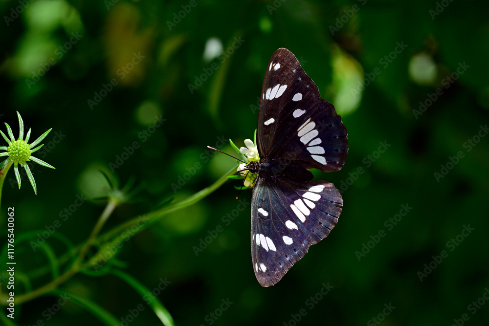 Obraz premium Blauschwarzer Eisvogel // Southern white admiral (Limenitis reducta) - Skutarisee, Montenegro
