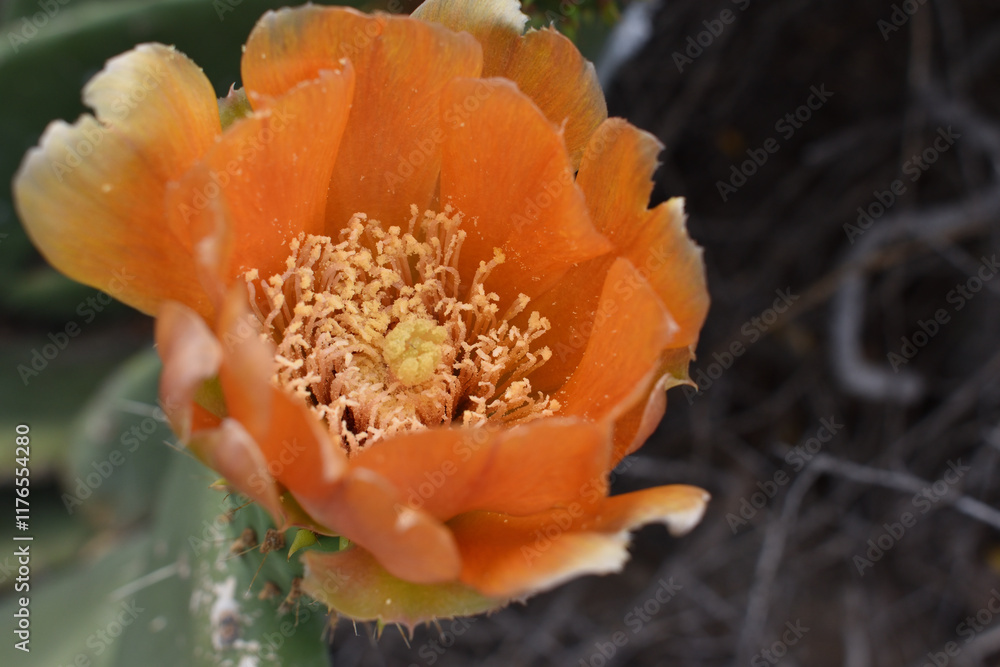 Cactus Blossom in Santa Catalina, Tenerife, Canary Islands Cactus Blossom in Santa Catalina, Tenerife, Canary Islands
