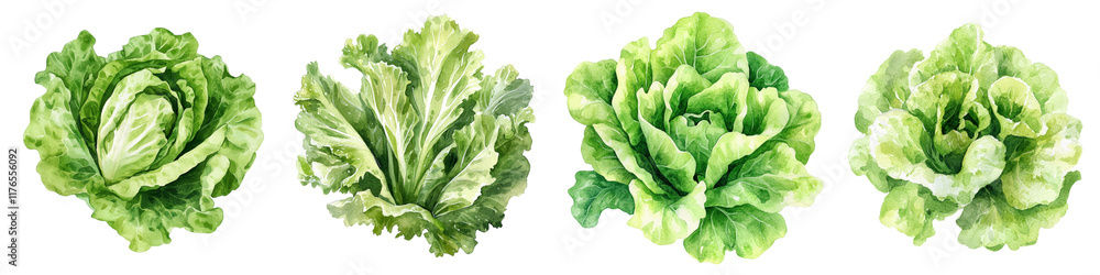 Four varieties of vibrant green lettuce showcasing different shapes and textures. Four varieties of vibrant green lettuce showcasing different shapes and textures.
