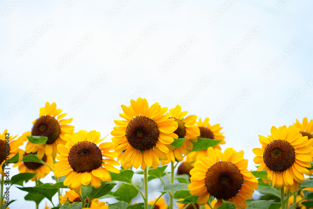 Fototapeta premium Nature of flower in garden using as cover page background natural flora wallpaper or template brochure landing page design