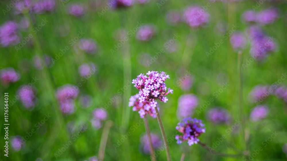 Verbena flowers blooming in the garden on sunny day. Verbena flowers blooming in the garden on sunny day.