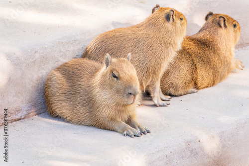 Three capybara in the park photo