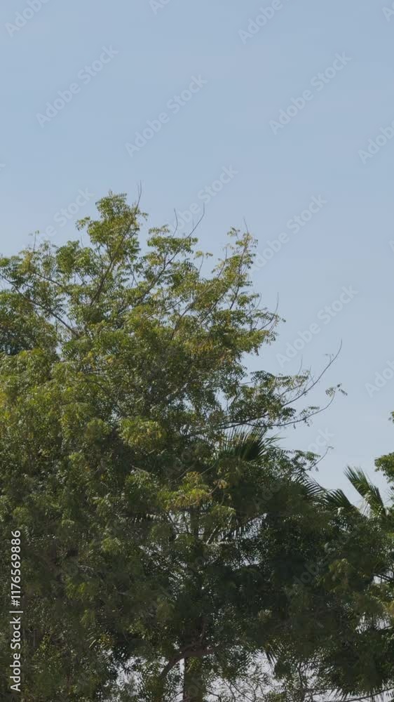 A view of a large tree, close up shot, low angle shot A view of a large tree, close up shot, low angle shot