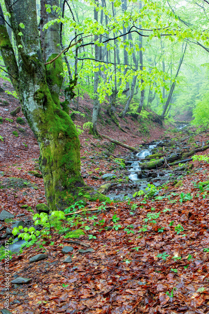 Serene forest stream winding through lush greenery after a gentle rain shower