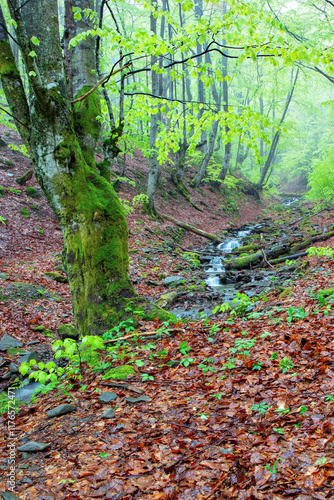 Obraz na płótnie Serene forest stream winding through lush greenery after a gentle rain shower w salonie